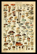 Load image into Gallery viewer, Champignon-Pour Tous Poster