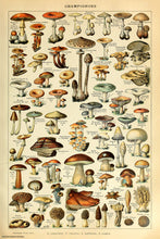 Load image into Gallery viewer, Champignon-Pour Tous -