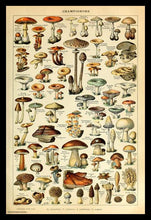 Load image into Gallery viewer, Champignon-Pour Tous Poster
