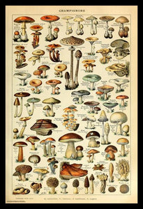 Champignon-Pour Tous Poster