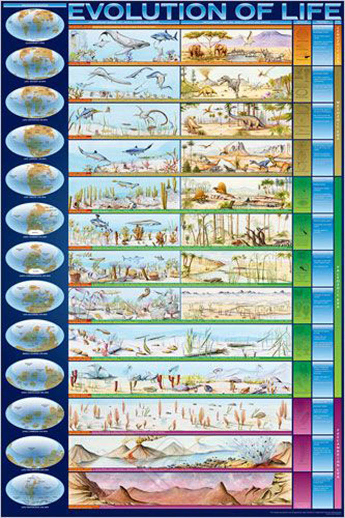 Evolution of Life Poster - Rolled