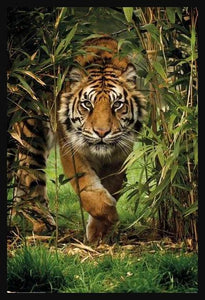 Bamboo Tiger Poster - Mall Art Store