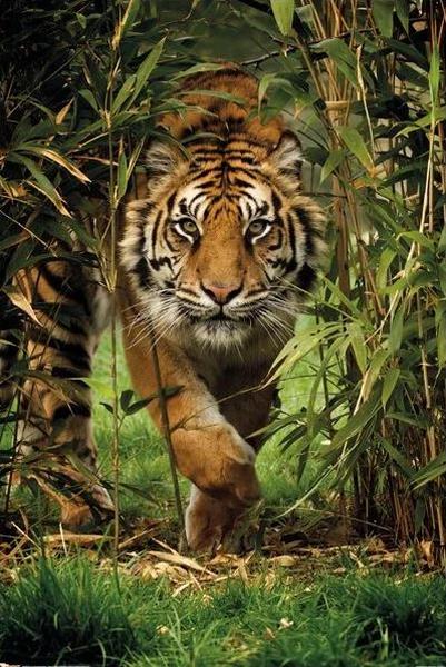 Bamboo Tiger